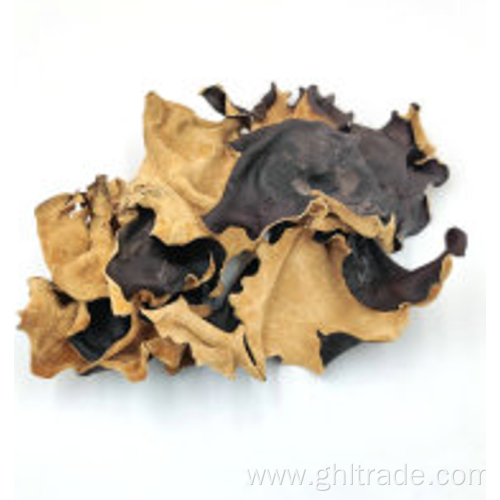 professional produced Black Fungus With White Back
